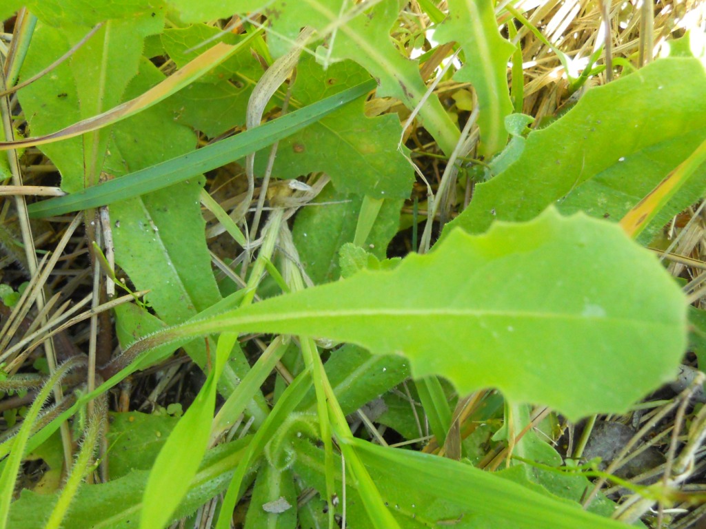 Crepis sancta